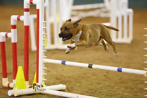 AKC Agility Trial