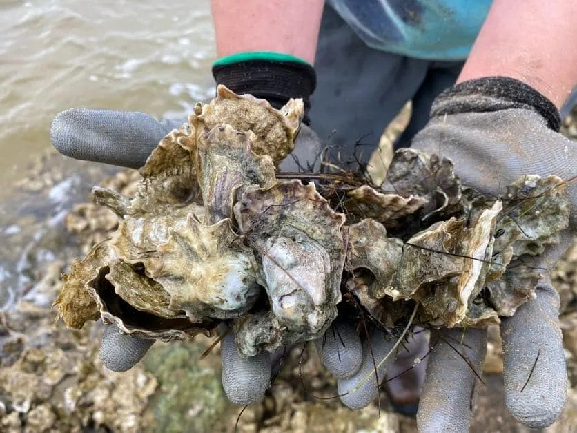 Oyster Ecology